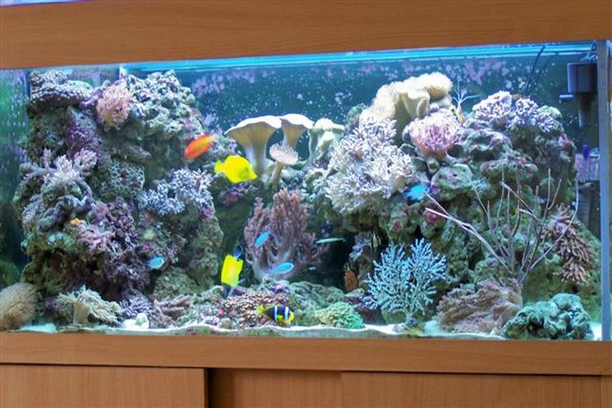 Rated #43: 100 Gallons Reef Tank - my reef