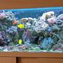 100 gallons reef tank (mostly live coral and fish) - my reef