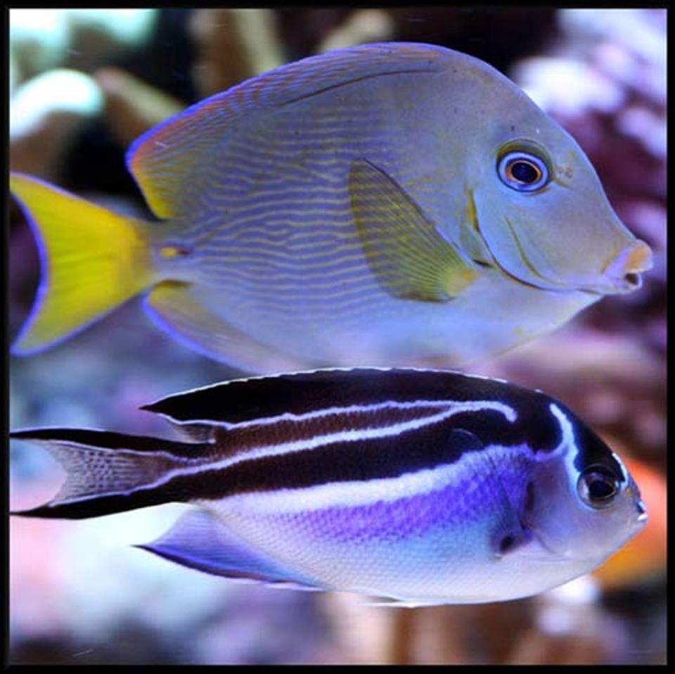 saltwater fish - acanthurus coeruleus - atlantic blue tang stocking in 500 gallons tank - Atlantic blue tang and Bellus angel