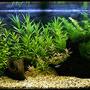 48 gallons planted tank (mostly live plants and fish) - This 180 liter aquarium is set-up 3rd of February 2006.