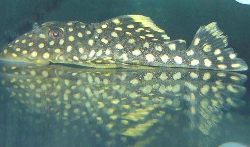 Rated #53: Freshwater Fish - Baryancistrus Sp. - Gold Nugget Pleco (l-18) Stocking In 72 Gallons Tank - Sunny my Gold Nugget Pleco