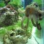 corals inverts - octopus sp. - octopus stocking in 29 gallons tank - My octopus begging for food!