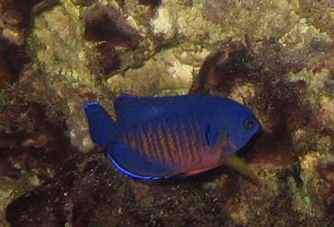 saltwater fish - centropyge bispinosa - coral beauty angelfish stocking in 29 gallons tank - 2" Coral Beauty.