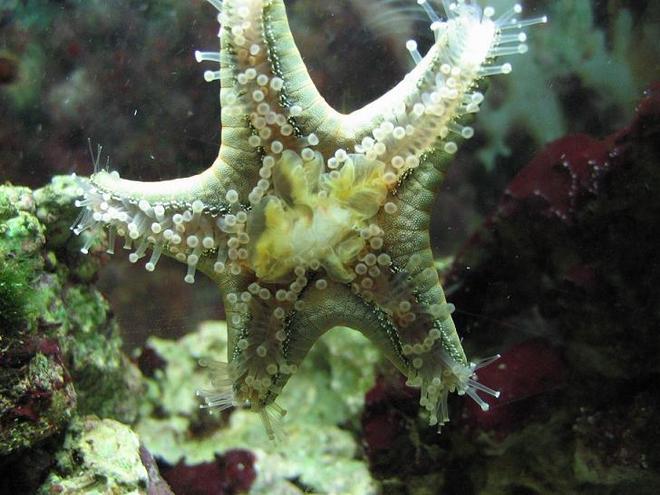 corals inverts - protoreastor nodosus - chocolate chip starfish stocking in 29 gallons tank - Chocolate Chip star eating some fresh shrimp.