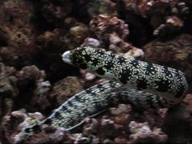 saltwater fish - echidna nebulosa - snowflake eel stocking in 29 gallons tank - 2.5', 3 year old snowflake moray eel. "man eater". lived alone in a 77 gallon.