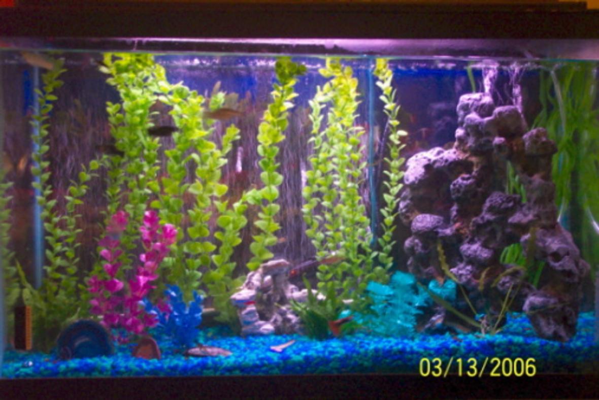 freshwater fish tank (mostly fish and non-living decorations) - 29 gallon - currently contains mostly livebearers - fancy guppies, platies, and assorted mollies. also have 2 danios, 2 neon tetras, 1 yoyo botia and 1 chinese algae eater