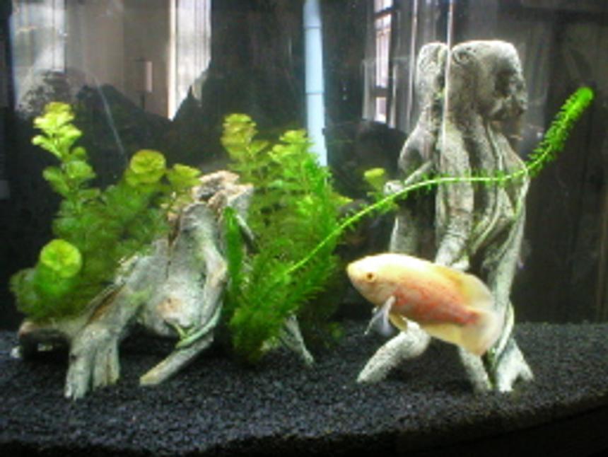 Rated #130: Freshwater Fish - Astronotus Ocellatus - Albino Oscar Stocking In 46 Gallons Tank - This is my Oscar tank, w/ PC lighting which my plants love!!! All my other fish are hiding! :)