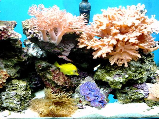 saltwater fish - zebrasoma flavescens - yellow tang - hawaii stocking in 65 gallons tank - corner of 65