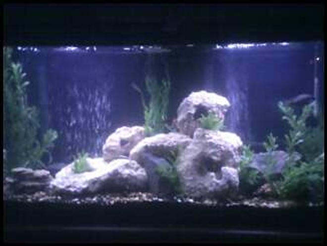 55 gallons freshwater fish tank (mostly fish and non-living decorations) - my 55 gal Tank Currently holds a mix of Cichlids tank