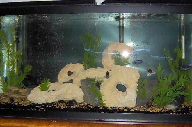 55 gallons freshwater fish tank (mostly fish and non-living decorations) - Tank Currently holds a mix of Cichlids there are a total of 14 (55 gal)
