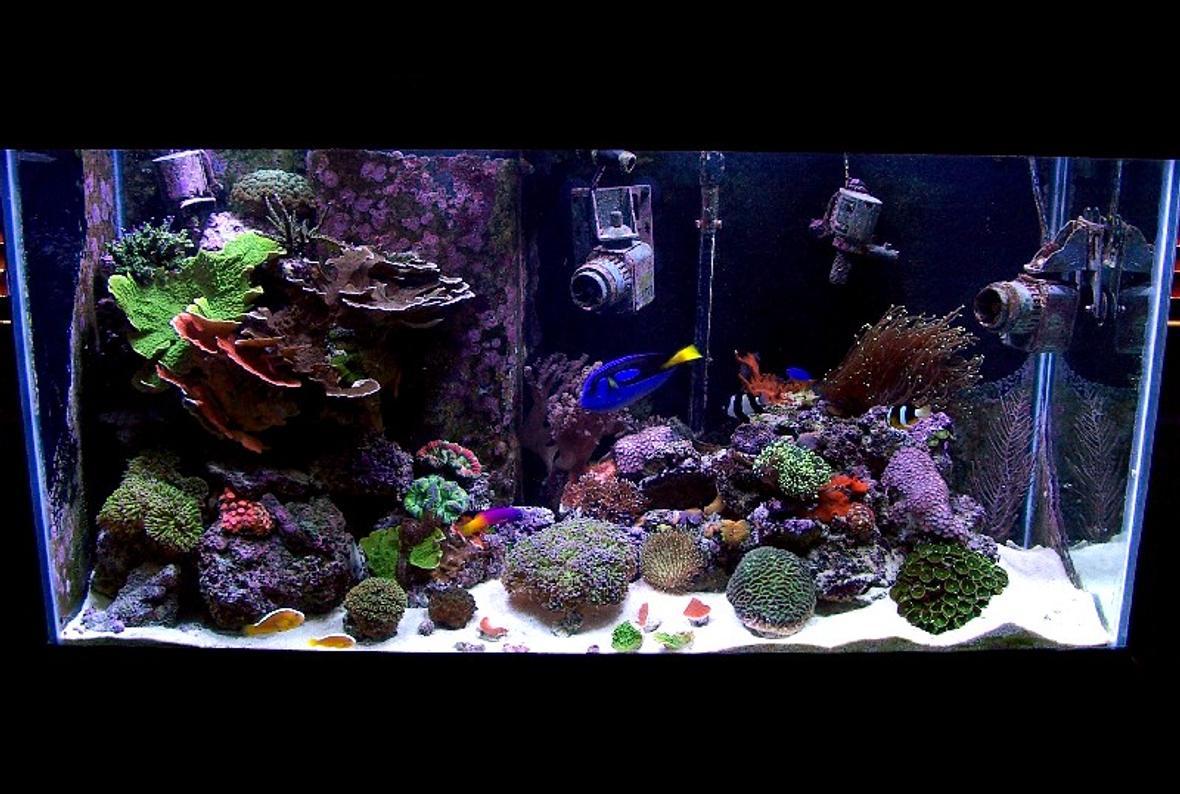 90 gallons reef tank (mostly live coral and fish) - 90g AGA MegaFlow Custom Stand,Canopy,Sump/Refuge Euroreef ES5-2 Skimmer 2 MJ 900 2 Seio 1100 Mag 7 Return Hydor Theo 300w Heater 500w Metal Halide 14k (2x250w PFO)