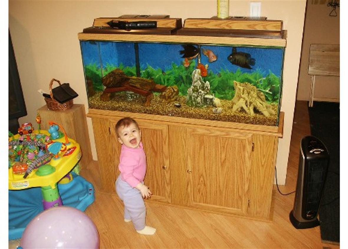 55 gallons freshwater fish tank (mostly fish and non-living decorations) - Anytime baby gets in front of tank she makes it look a 100 times better!