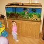 55 gallons freshwater fish tank (mostly fish and non-living decorations) - Anytime baby gets in front of tank she makes it look a 100 times better!