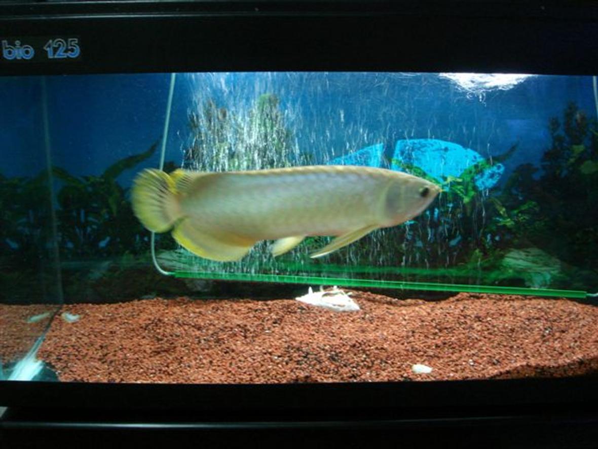 freshwater fish - scleropages jardini - jardini arowana stocking in 50 gallons tank - my baby fish