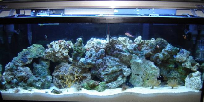 55 gallons reef tank (mostly live coral and fish) - 55 gallon saltwater with coral and fish.