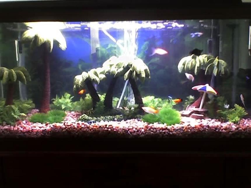 Rated #328: 30 Gallons Freshwater Fish Tank - tropical/beach theme. fish (red-wag platy,cremecicle lyretail molly, fancy guppy, balloon belly molly,neon tetras, algae eaters)