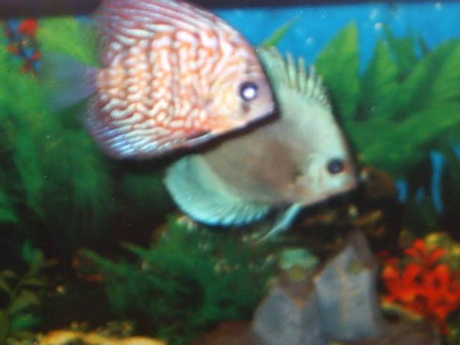 freshwater fish - ocean green discus stocking in 55 gallons tank - discus