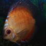 freshwater fish - symphysodon sp. - red marlboro discus stocking in 55 gallons tank - discus