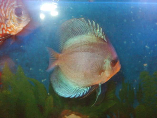 freshwater fish - ocean green discus stocking in 55 gallons tank - discus
