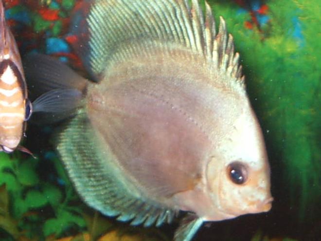 freshwater fish - ocean green discus stocking in 55 gallons tank - discus