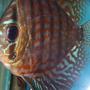 freshwater fish - symphysodon aequifasciata sp. - discus stocking in 55 gallons tank - discus
