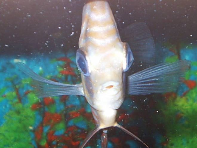 freshwater fish - symphysodon aequifasciata sp. - discus stocking in 55 gallons tank - discus