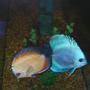 freshwater fish - symphysodon sp. - blue diamond discus stocking in 55 gallons tank - discus