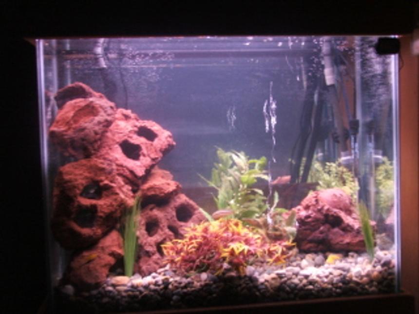 Rated #293: 40 Gallons Freshwater Fish Tank - This is a 40 Gallon Hign Aquarium (24H-30L-12W) Its Filtered By a 204 Fluval Filter, There a custom Lighting System with 2 T5 HO Bulds and a custom Stand and Canopy all Bulit By Me. There are 2 auratus chiclids, 2 albino chiclids, 2 yellow chiclids, and 1 golden nnugget pleco