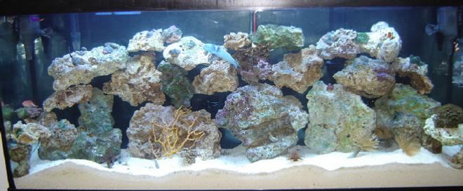 55 gallons reef tank (mostly live coral and fish) - 55 gallon