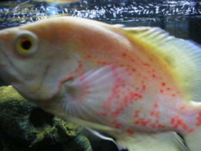 freshwater fish - astronotus ocellatus - albino oscar stocking in 46 gallons tank - Oscar