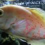 freshwater fish - astronotus ocellatus - albino oscar stocking in 46 gallons tank - Oscar