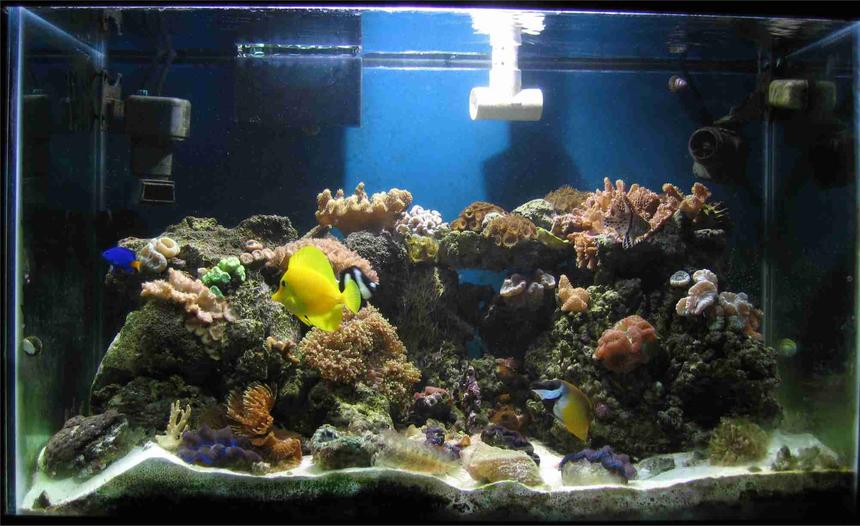 Rated #115: 65 Gallons Reef Tank - A picture of my tank