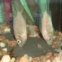 freshwater fish - helostoma temmincki - kissing gourami stocking in 30 gallons tank - Kissing Gouramis