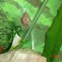 freshwater fish - helostoma temmincki - kissing gourami stocking in 30 gallons tank - Kissing Gourami