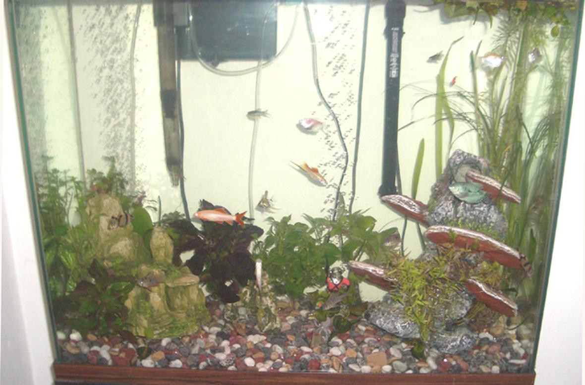 55 gallons planted tank (mostly live plants and fish) - My fish and their plants!