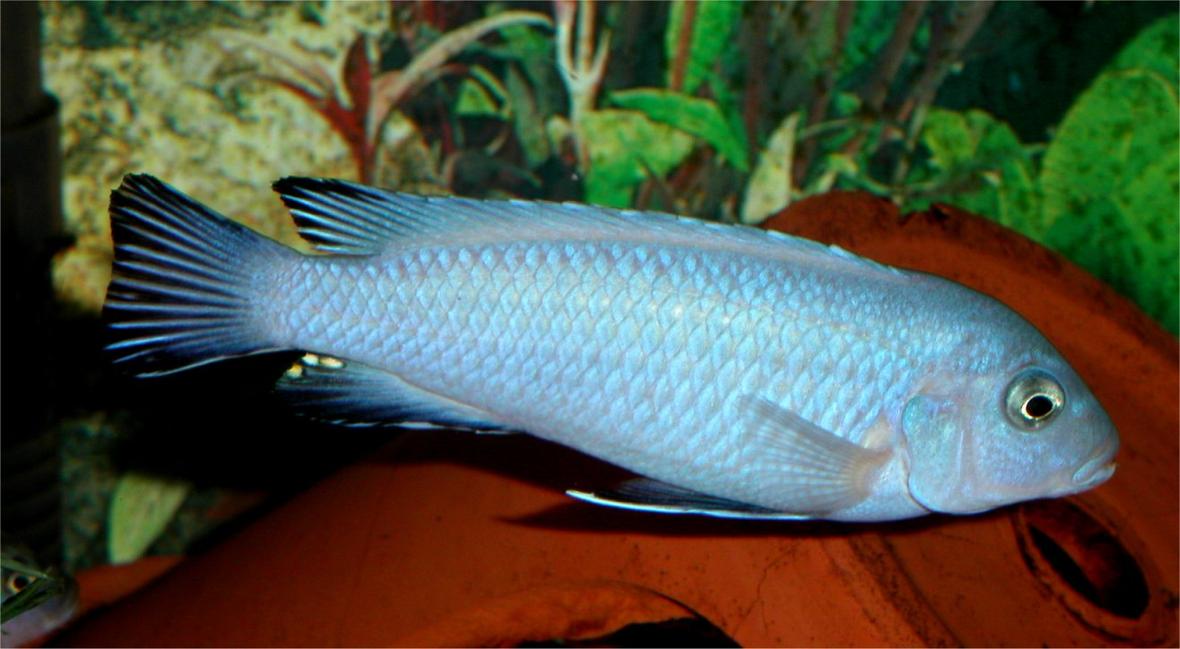freshwater fish - pseudotropheus socolofi - powder blue cichlid stocking in 33 gallons tank - Some kind of pseudotropheus zebra mbuna, possibly a "mutt" !!