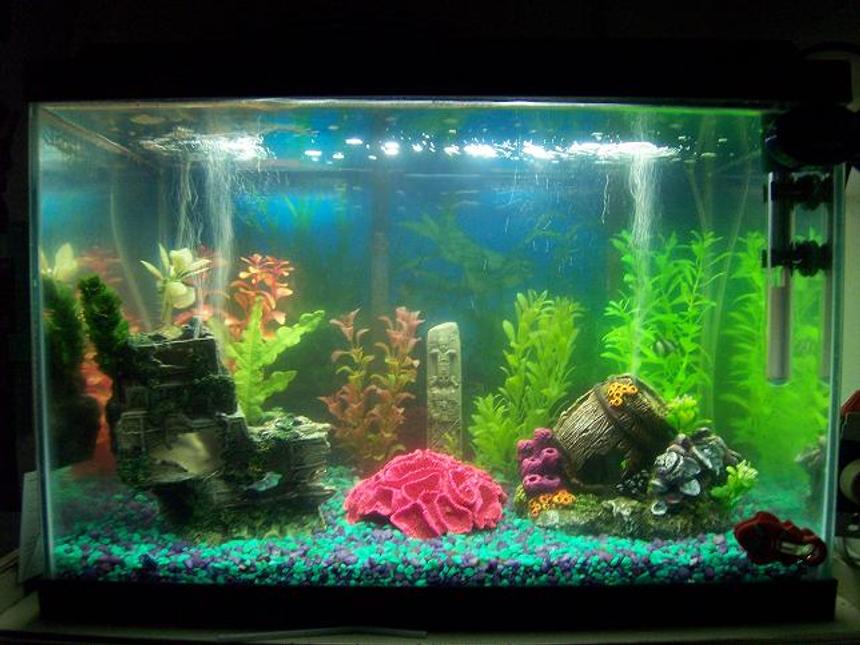 Rated #68: 55 Gallons Saltwater Fish Tank - My 20 Gallon Saltwater...!