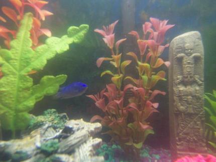 saltwater fish - chrysiptera cyanea - blue damselfish stocking in 55 gallons tank - My Blue Damsel...! (Lou)