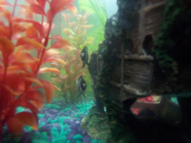 saltwater fish - dascyllus aruanus - three stripe damselfish stocking in 55 gallons tank - My 2 Three Stripe Damsels...! (Potato & Potahto)