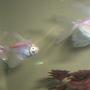 freshwater fish - gymnocorymbus ternetzi - white skirt tetra stocking in 35 gallons tank - White skirt tetras