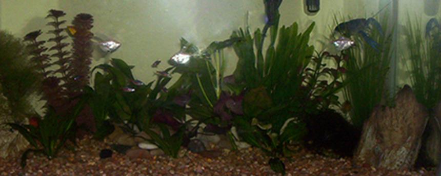 Rated #175: 35 Gallons Planted Tank - Slowly growing aquarium