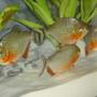 freshwater fish - pygocentrus nattereri - redbellied pirhana stocking in 46 gallons tank - 3 Month old Nanhas