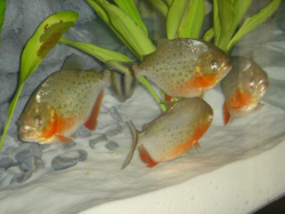 freshwater fish - pygocentrus nattereri - redbellied pirhana stocking in 46 gallons tank - 3 Month old Nanhas