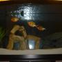46 gallons freshwater fish tank (mostly fish and non-living decorations) - 46 Gal Bowfront.