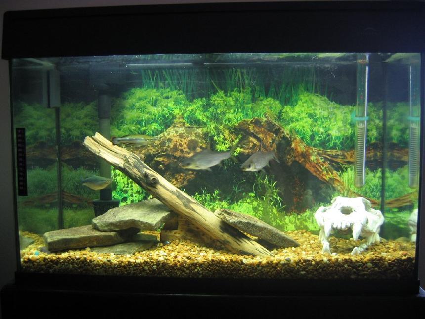 Rated #226: 29 Gallons Freshwater Fish Tank - my 29 gallon eclipse