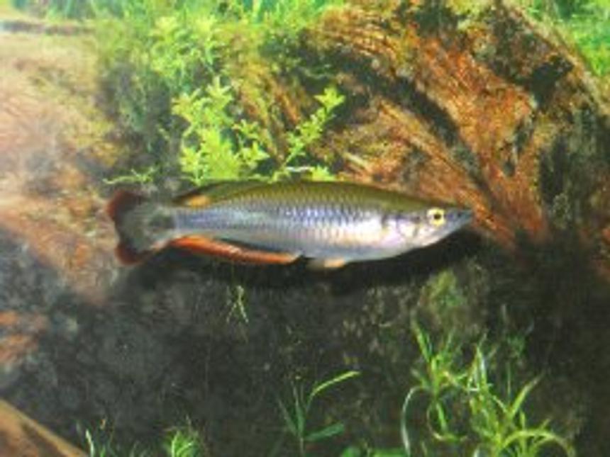 Rated #2094: Freshwater Fish - Bedotia Gaeyi - Madagascan Rainbow Stocking In 29 Gallons Tank - 4" Madagascar Rainbow