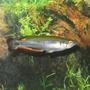 freshwater fish - bedotia gaeyi - madagascan rainbow stocking in 29 gallons tank - 4" Madagascar Rainbow