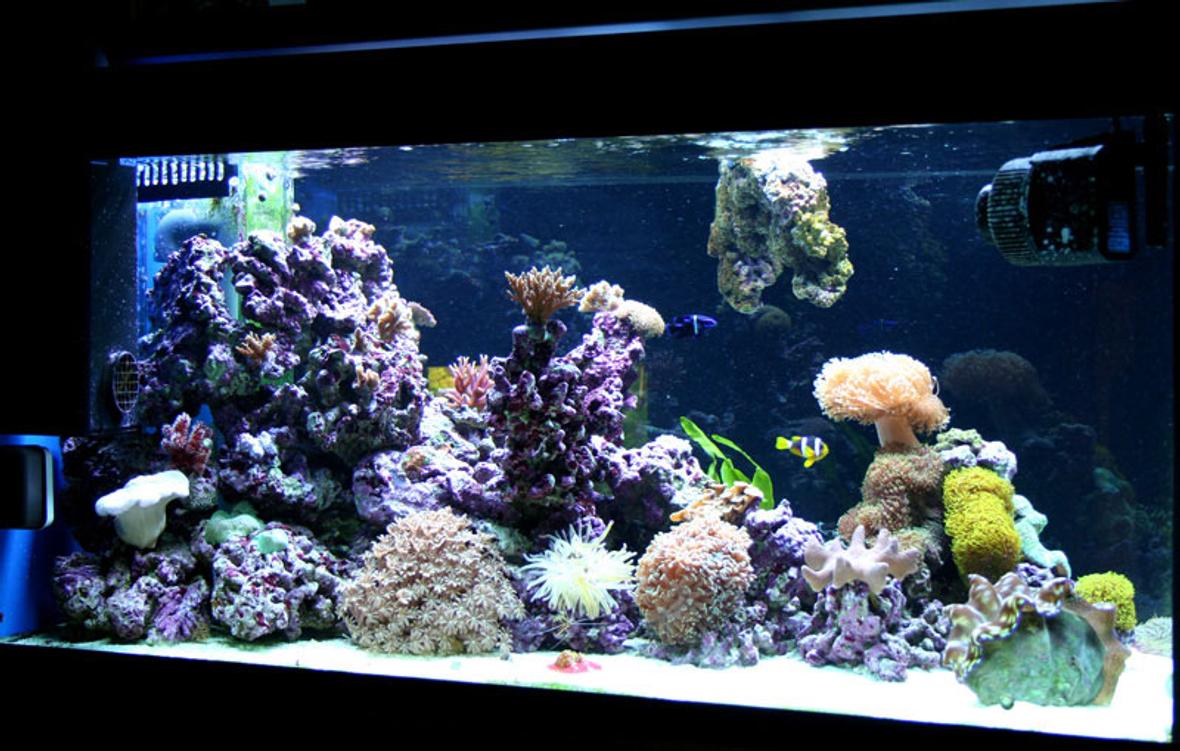 145 gallons reef tank (mostly live coral and fish) - Left view