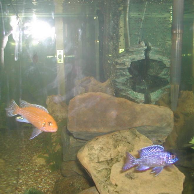 freshwater fish - aulonocara sp. - strawberry peacock cichlid stocking in 55 gallons tank - cichlids