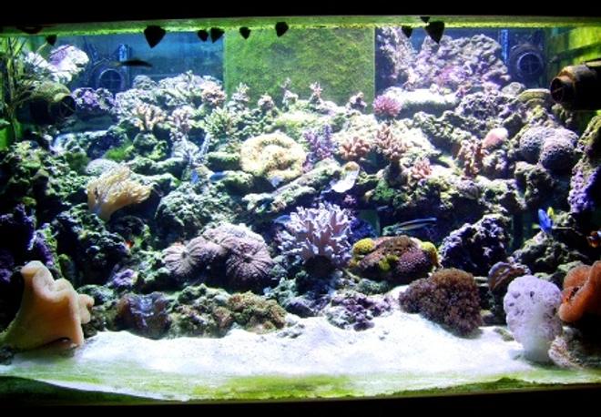 300 gallons reef tank (mostly live coral and fish)